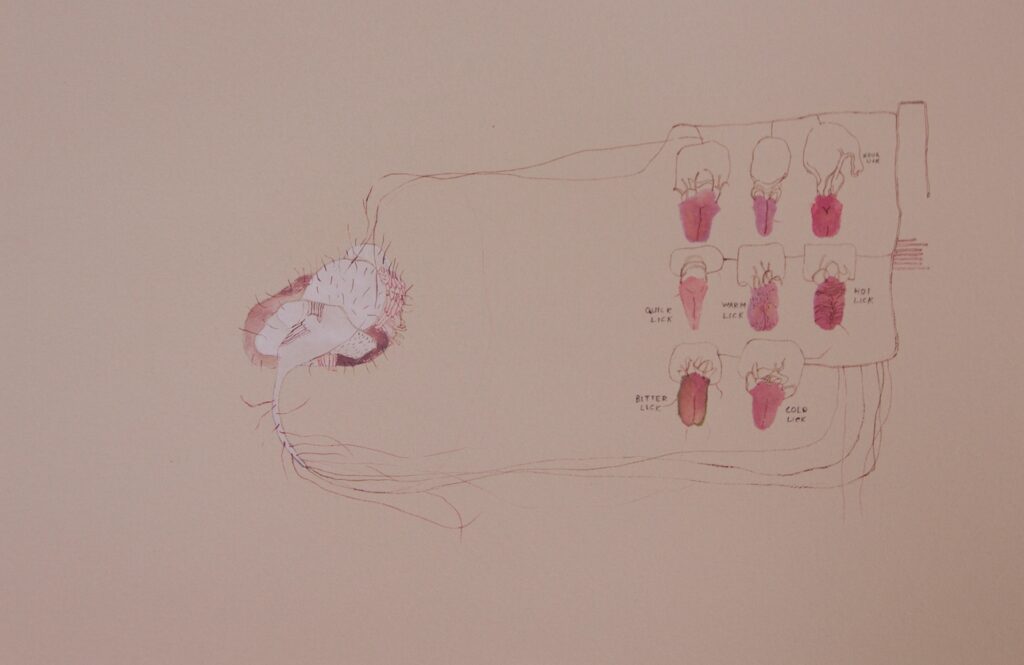 Lickerie  