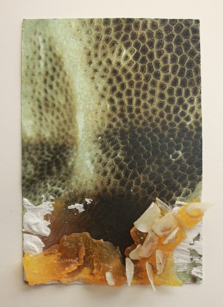 Mythologies and Mushrooms 