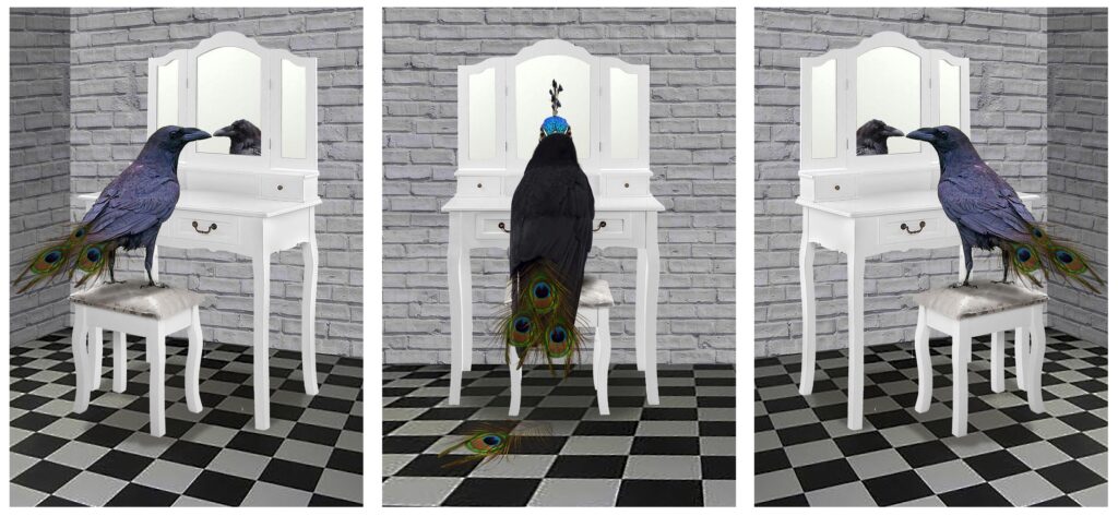 Crow Said I Am Black