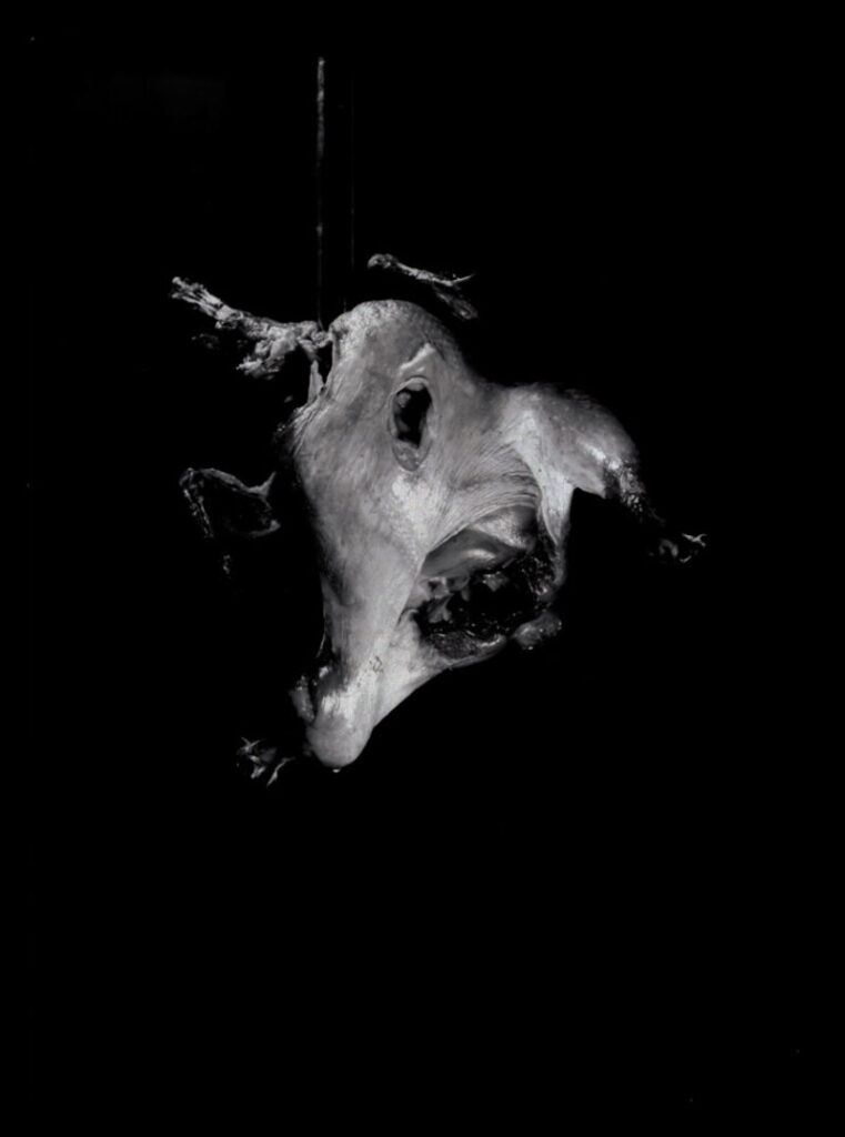 The Dead Chicken